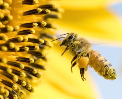 Honey Bee pollinating sunflower.