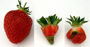 Strawberries, Fragaria x annanasa Duch., after open insect-pollination (left), passive self-pollination (middle) and passive self-pollination and wind-pollination (right). (Photo by Kristine Krewenka, Agroecology, Göttingen, Germany.)
